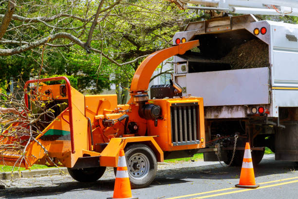 Cass City, MI Tree Service Company